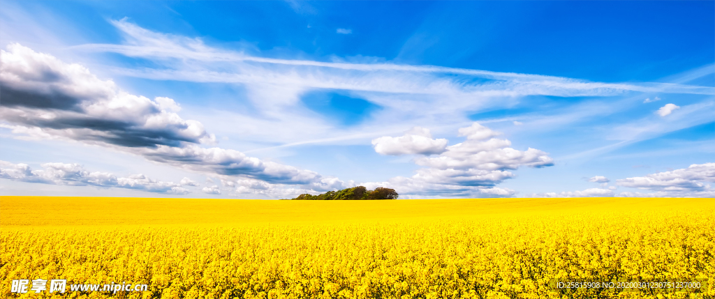 蓝天油菜画图片
