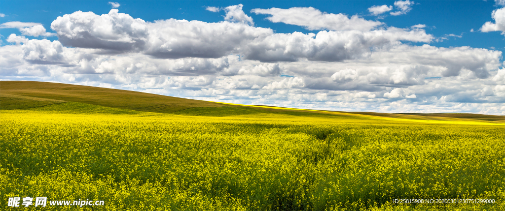 蓝天油菜画图片