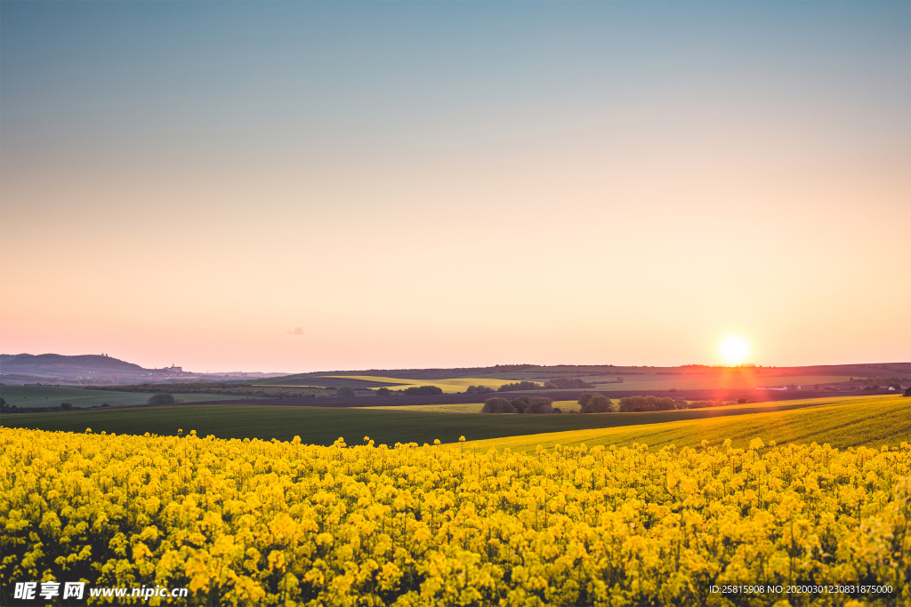 蓝天油菜画图片