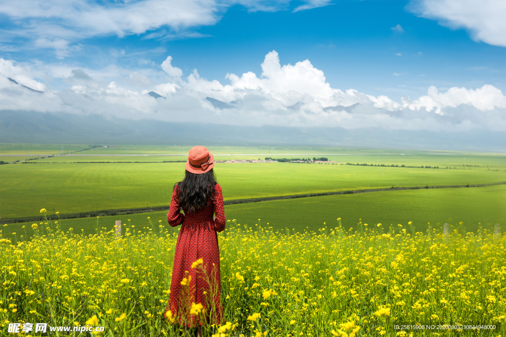蓝天油菜画图片