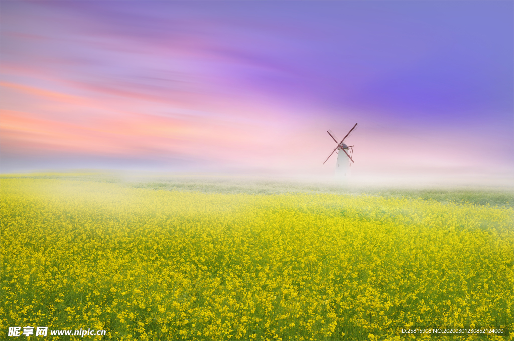 蓝天油菜画图片