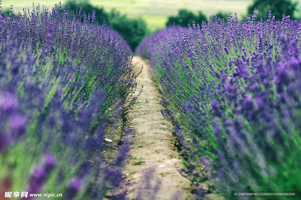 薰衣草田园图片