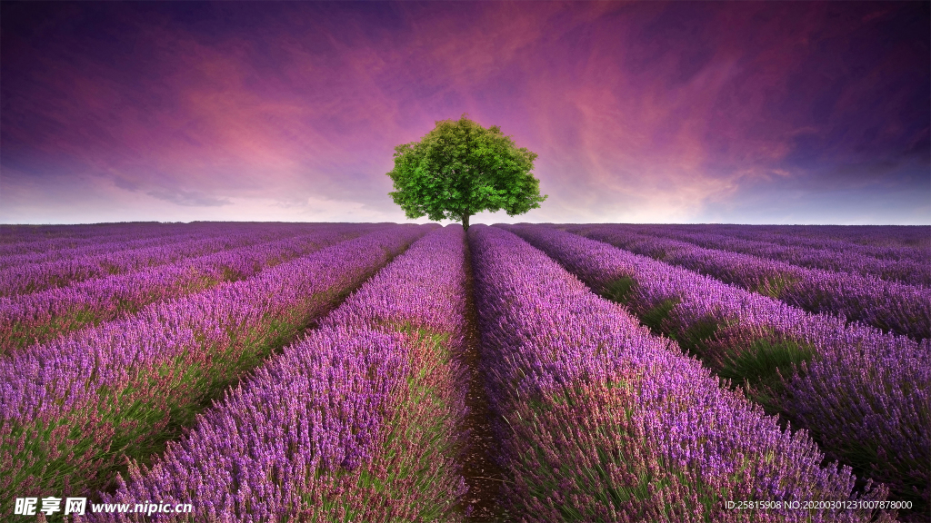 薰衣草田园图片