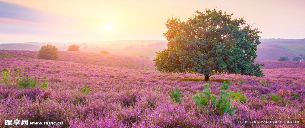 薰衣草田园图片