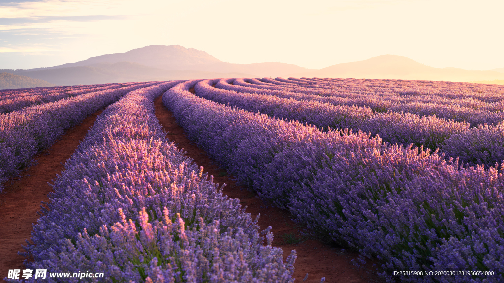 薰衣草田园图片