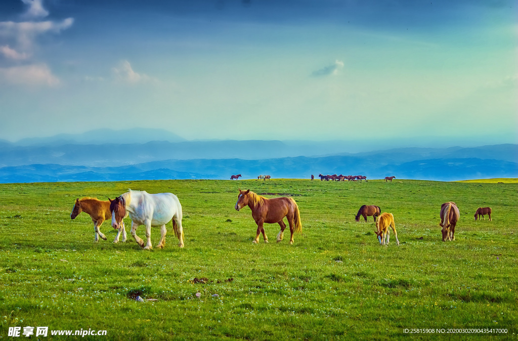 草原骏马高清图片