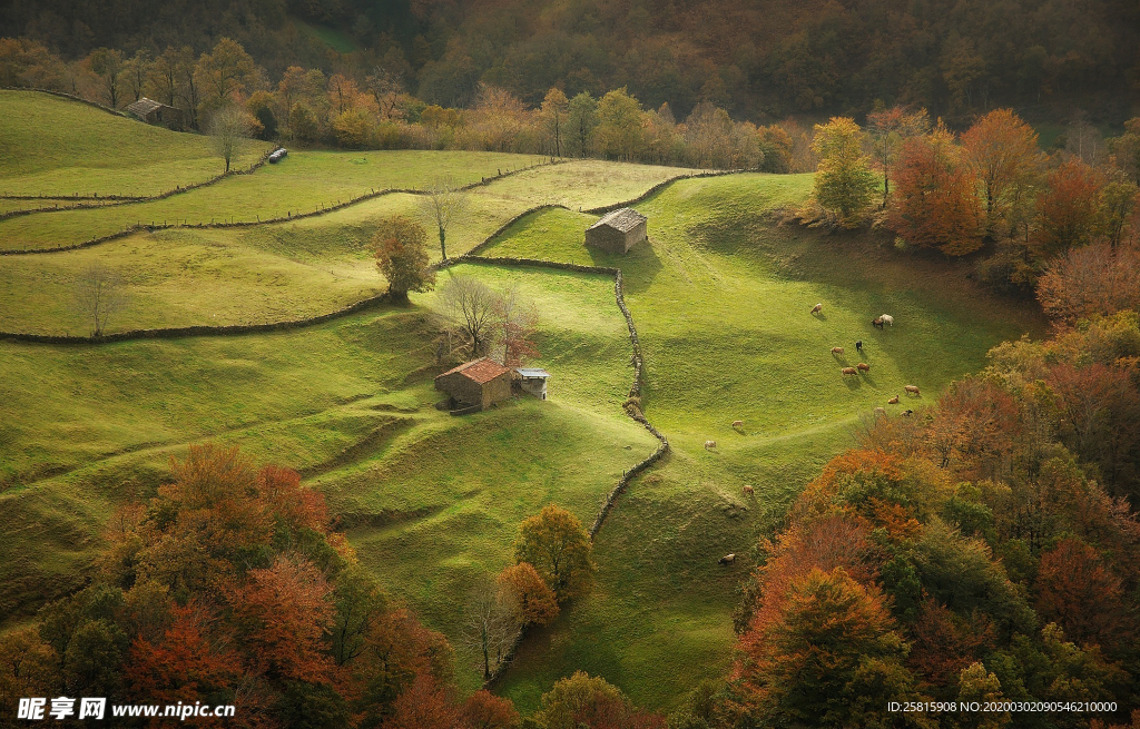 草原骏马高清图片