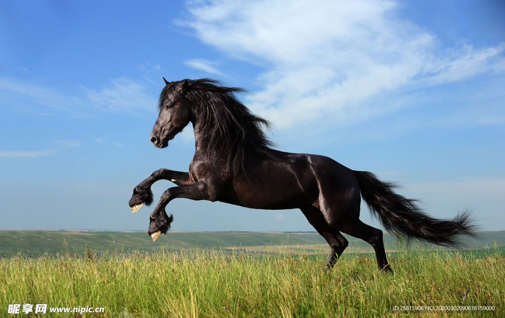 草原骏马高清图片