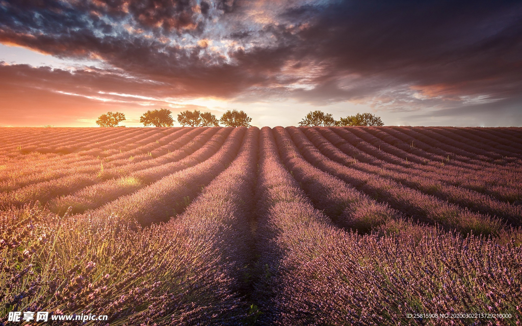 薰衣草田园图片