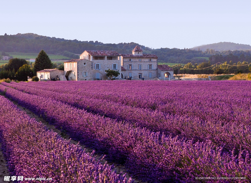 薰衣草田园图片