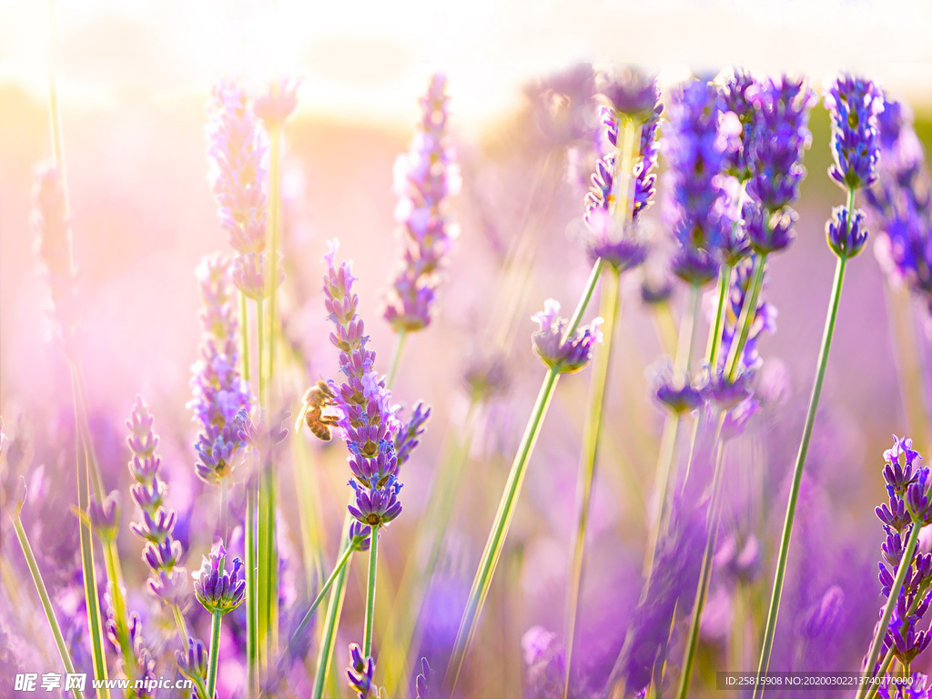 薰衣草田园图片