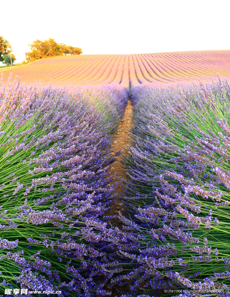 薰衣草田园图片