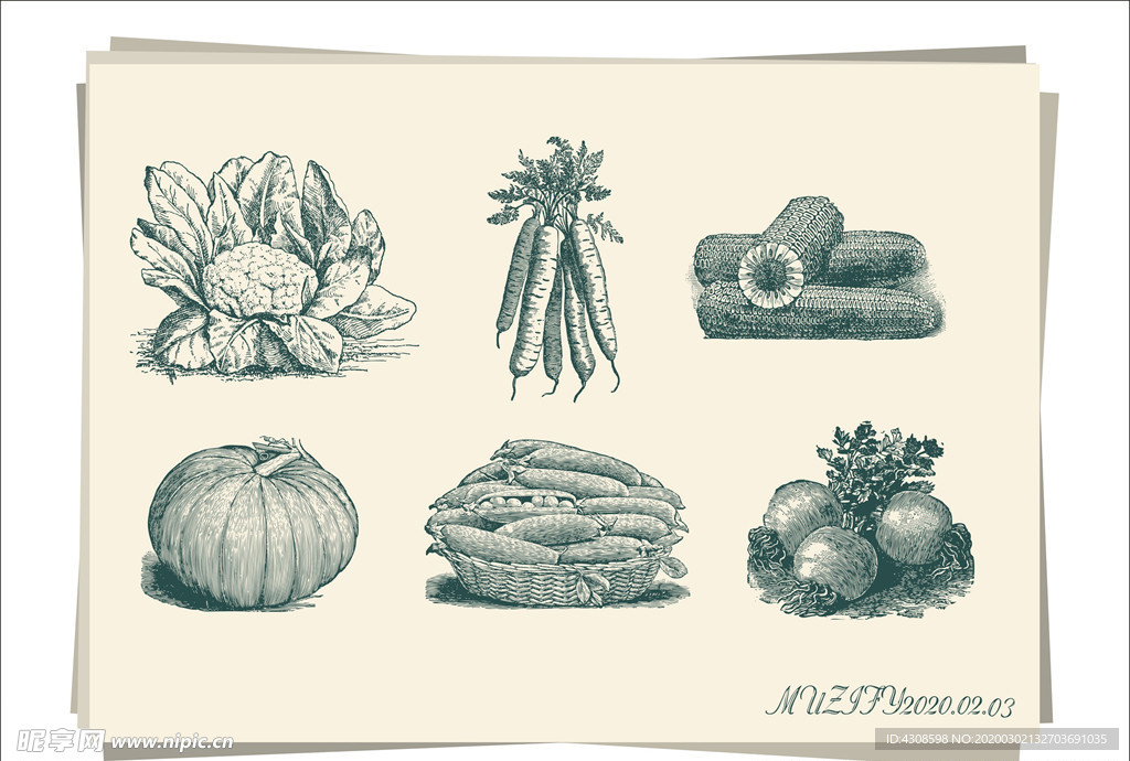 6款入 蔬菜手绘稿