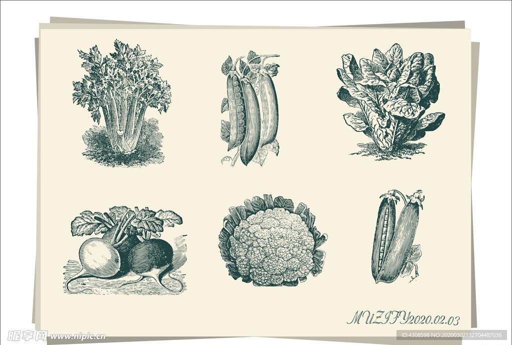 6款入 蔬菜手绘稿