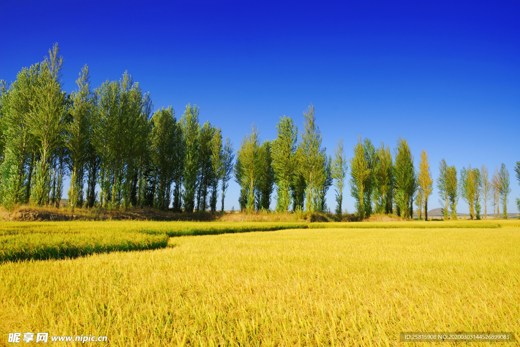 麦田稻香图片