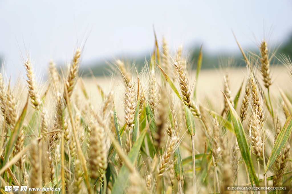 麦田稻香图片