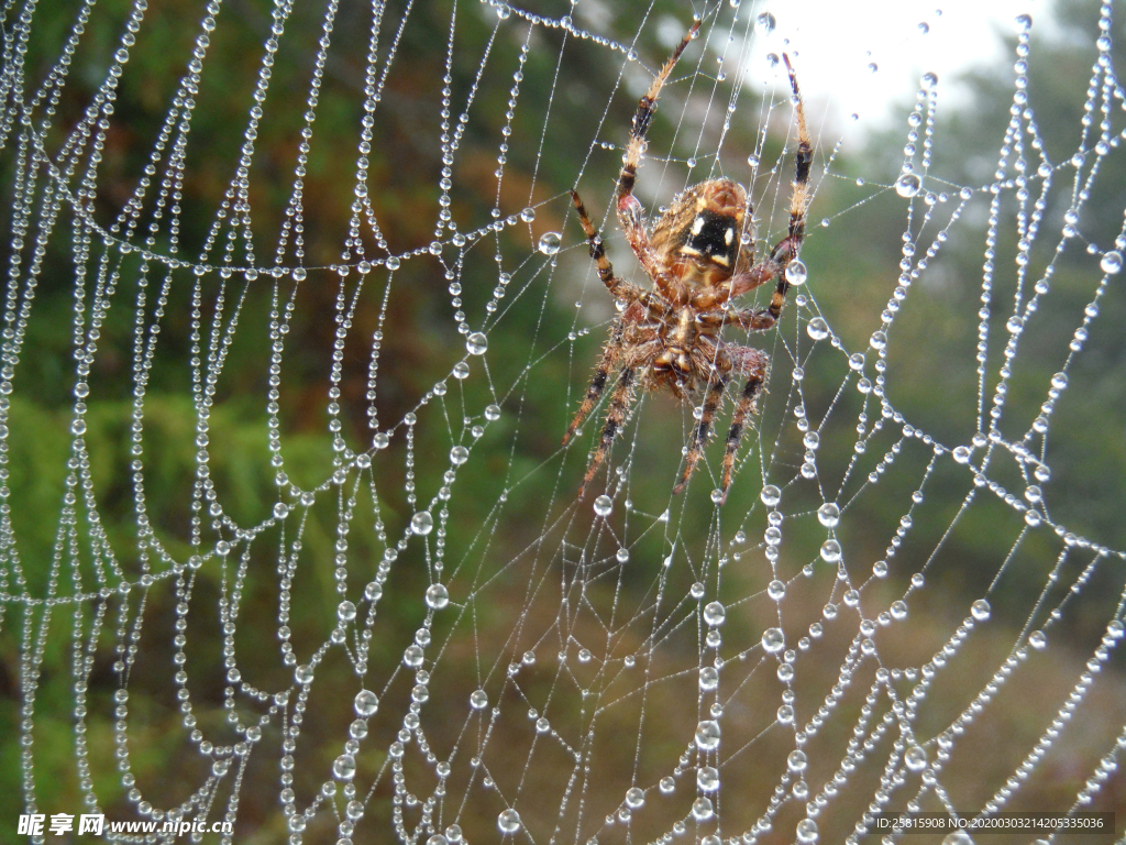 罗网蜘蛛图片