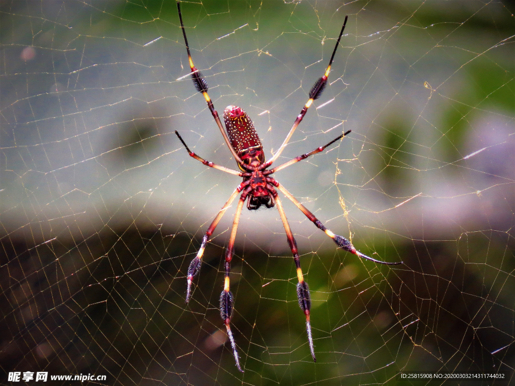 罗网蜘蛛图片