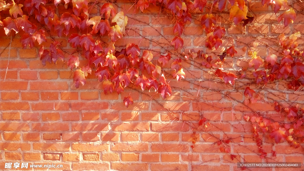 校园浪漫红墙与爬山虎