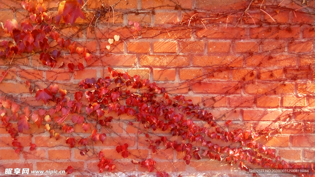 校园红墙与爬山虎