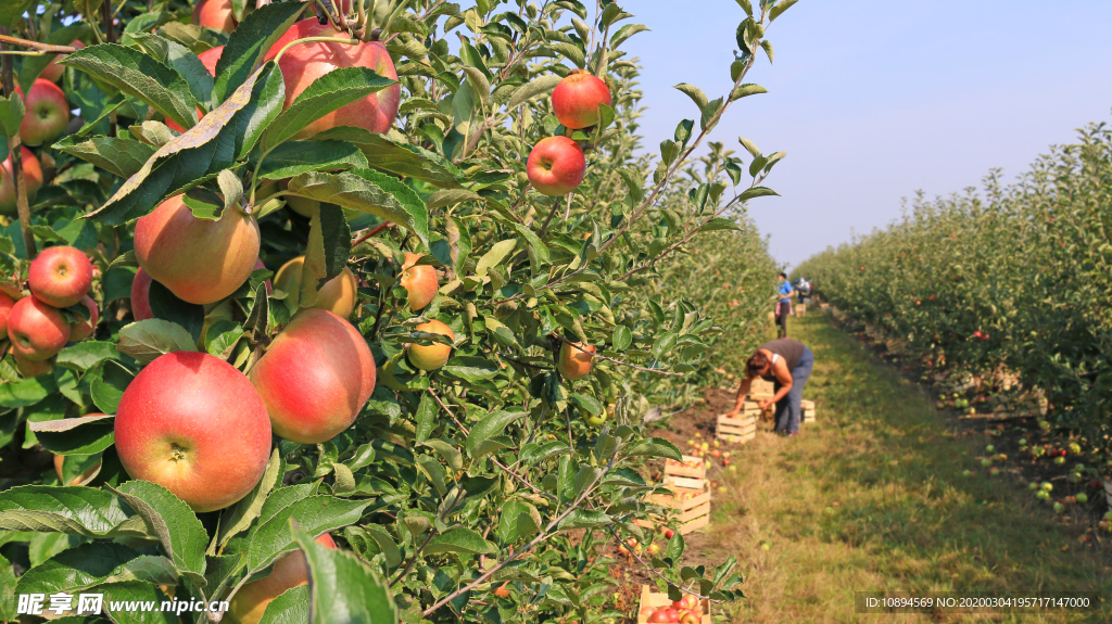 苹果园