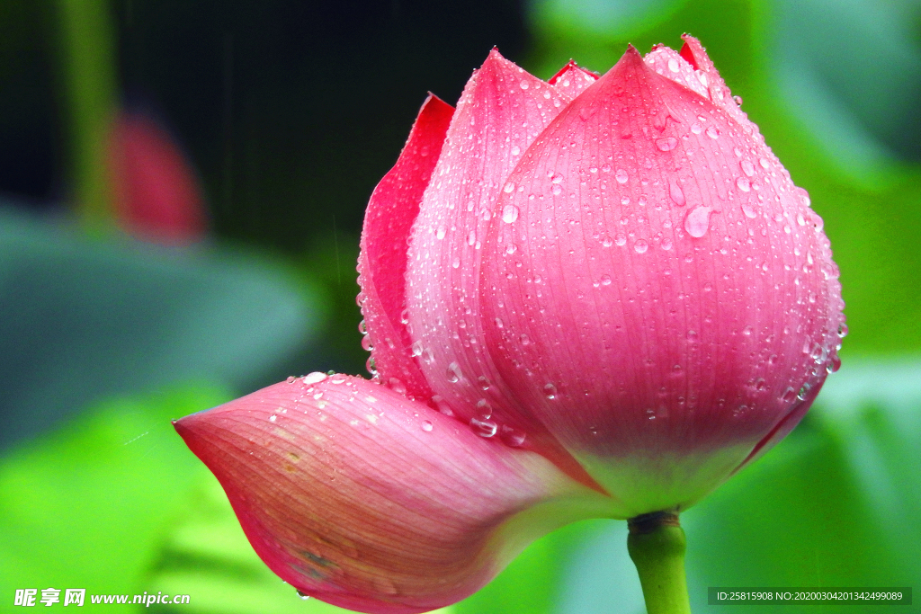 荷花荷苞露水高清图片