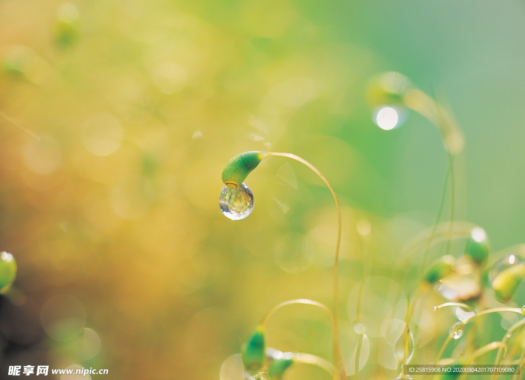 晨曦露珠图片