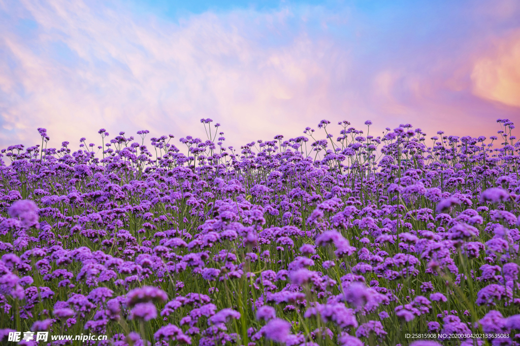 薰衣草田园图片
