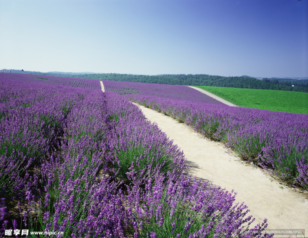 薰衣草田园图片