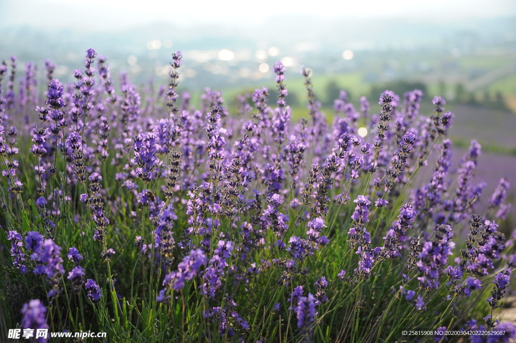 薰衣草田园图片