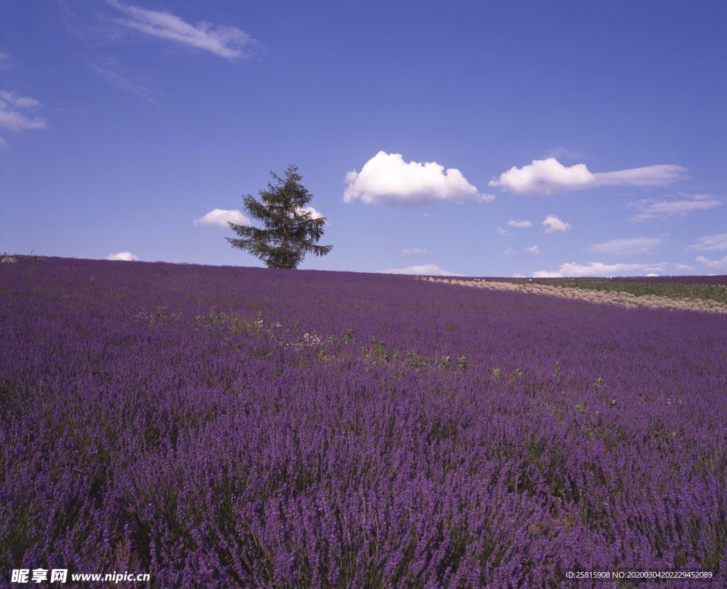 薰衣草田园图片