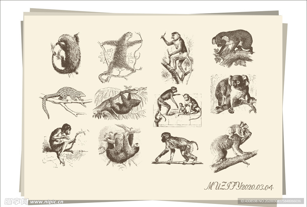 12款入灵长类动物手绘稿
