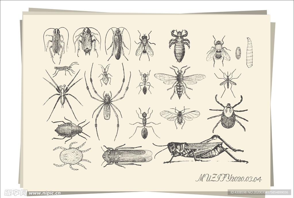 20款入昆虫手绘稿
