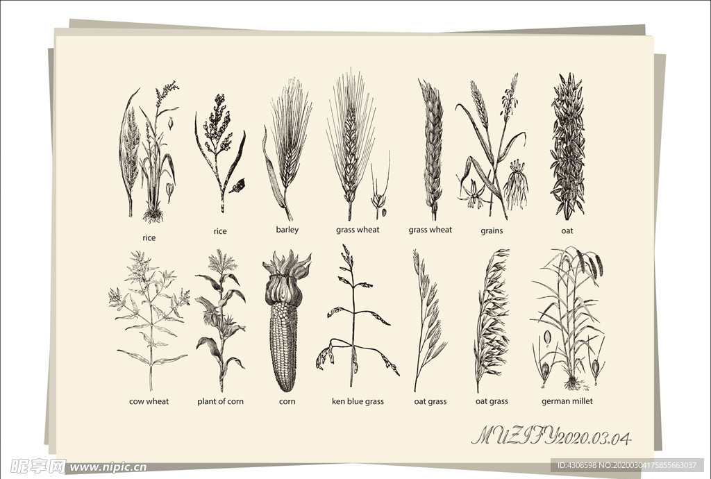 14款入农作物手绘稿