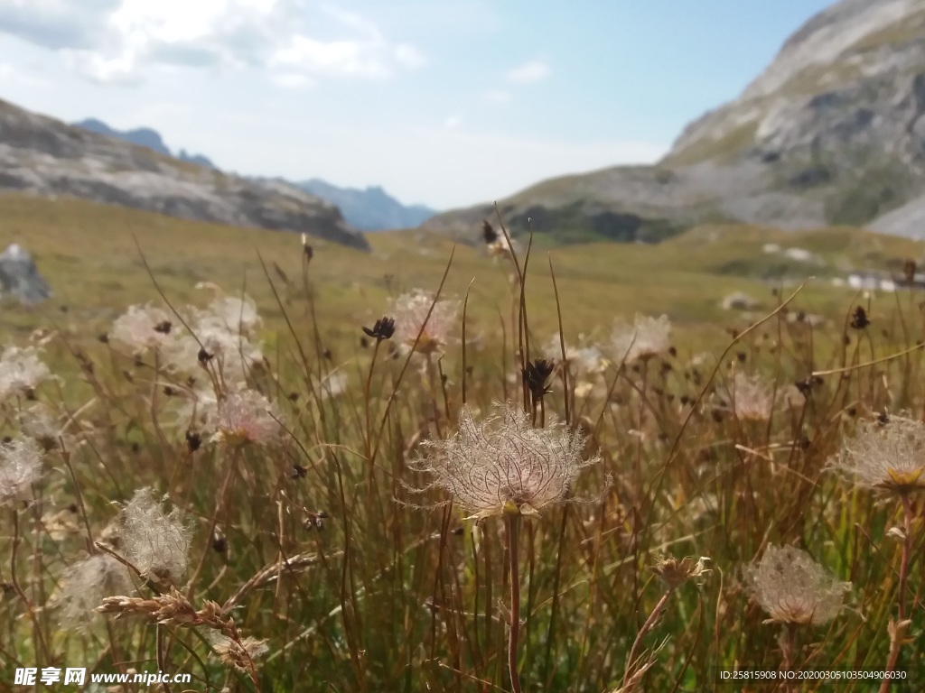 蒲公英纷飞图片