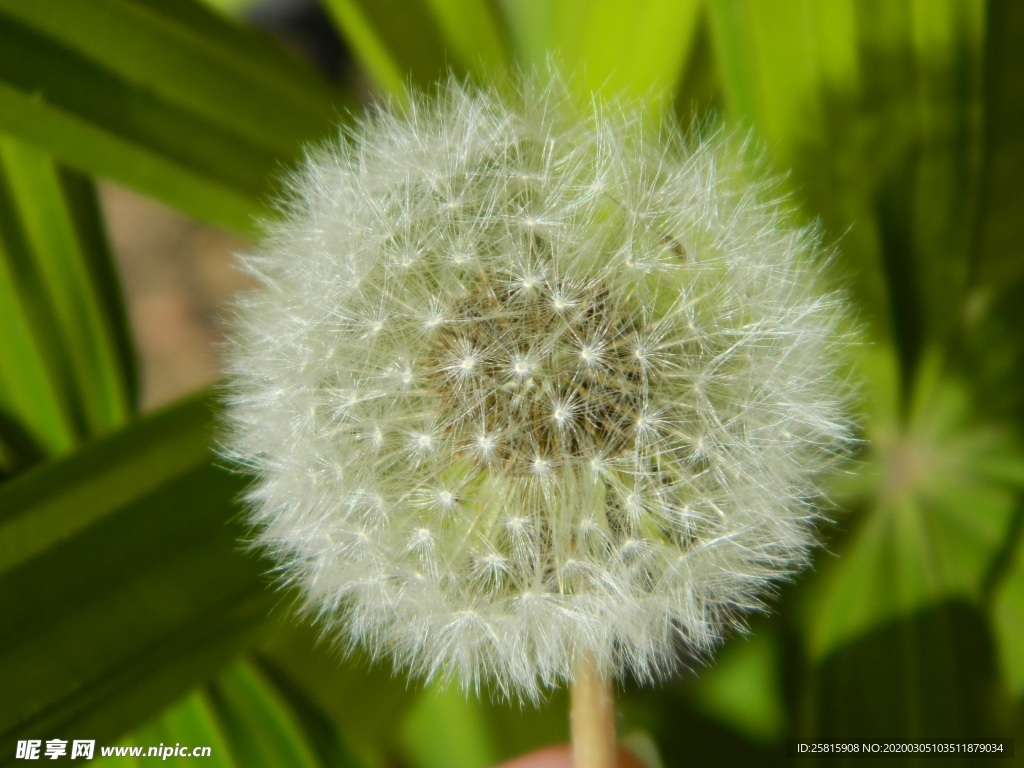 蒲公英纷飞图片