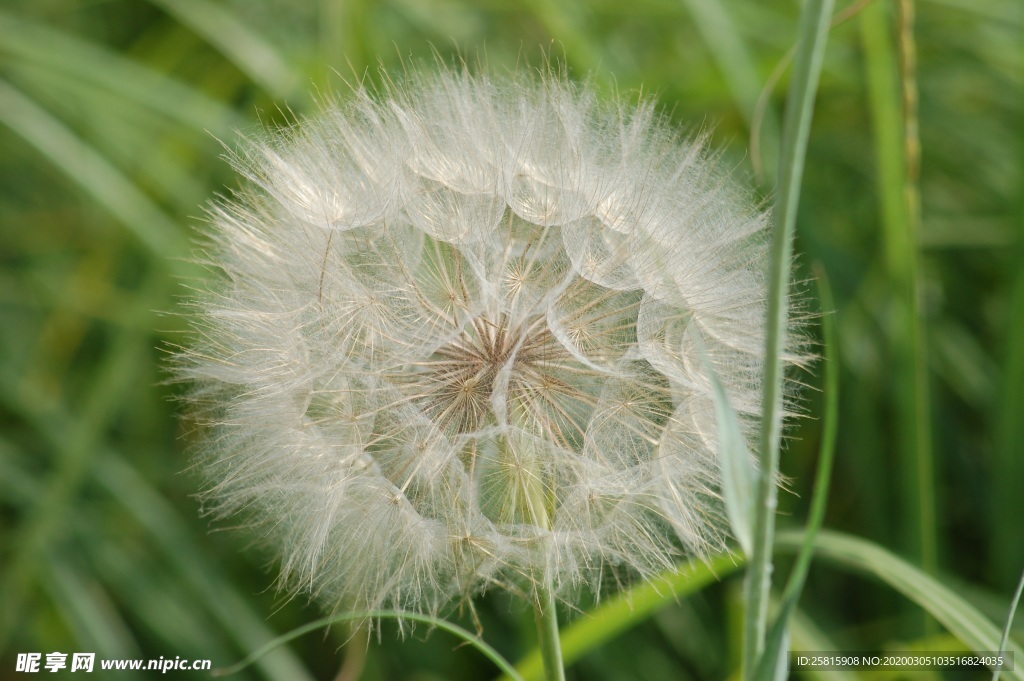 蒲公英纷飞图片