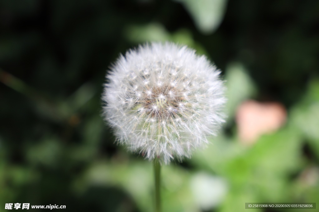 蒲公英纷飞图片