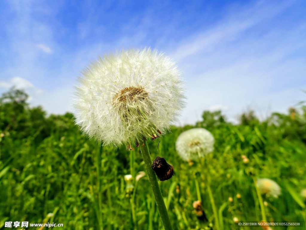 蒲公英纷飞图片