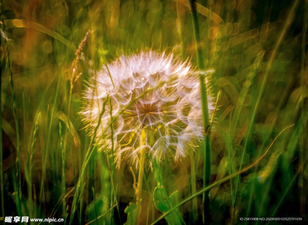 蒲公英纷飞图片