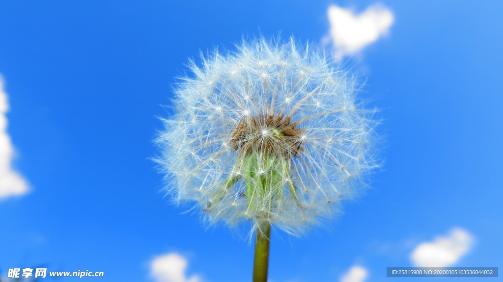 蒲公英纷飞图片