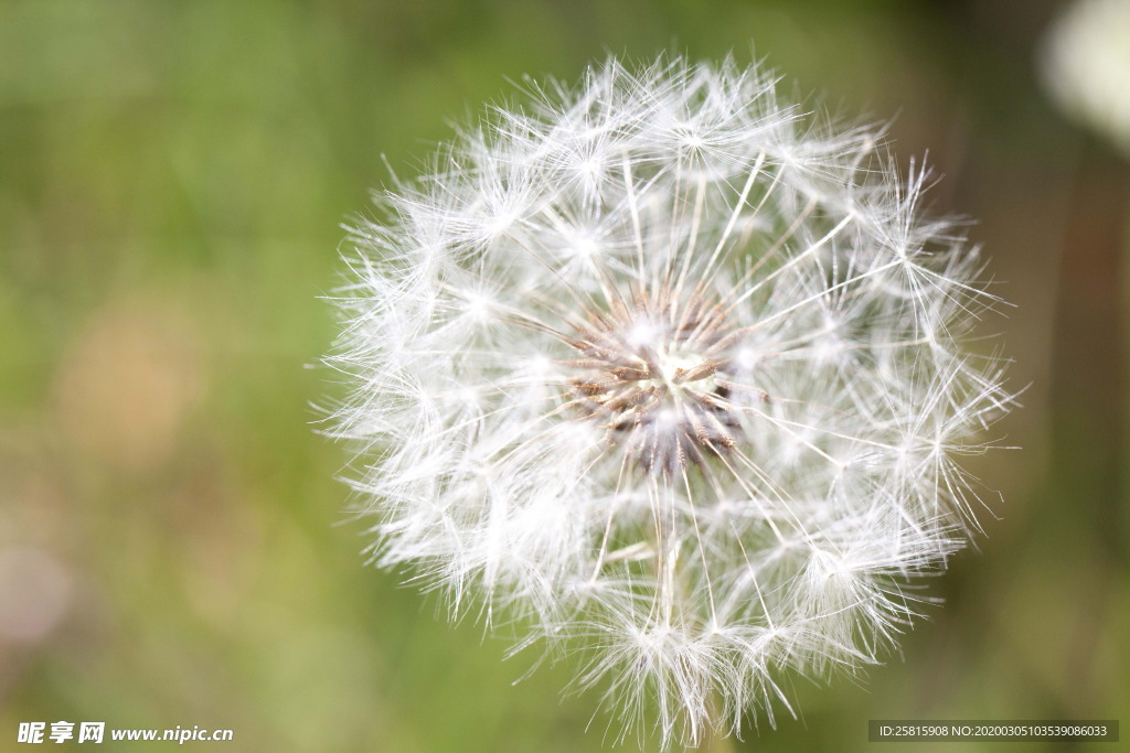 蒲公英纷飞图片