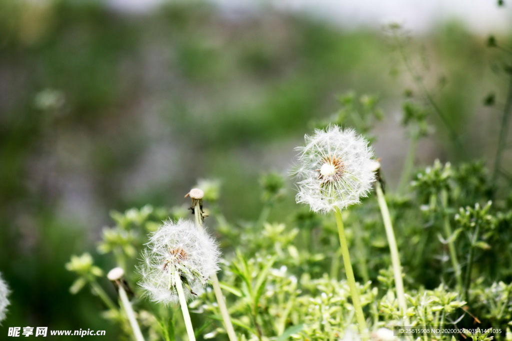 蒲公英纷飞图片