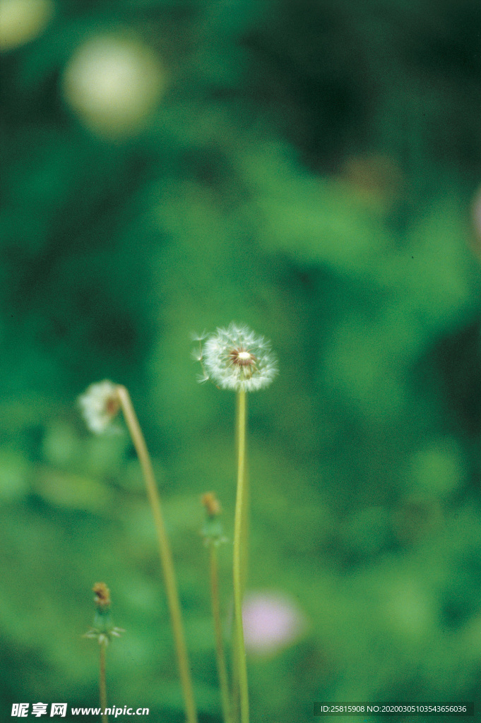 蒲公英纷飞图片