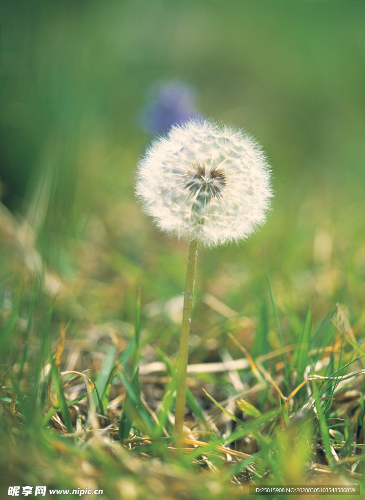 蒲公英纷飞图片