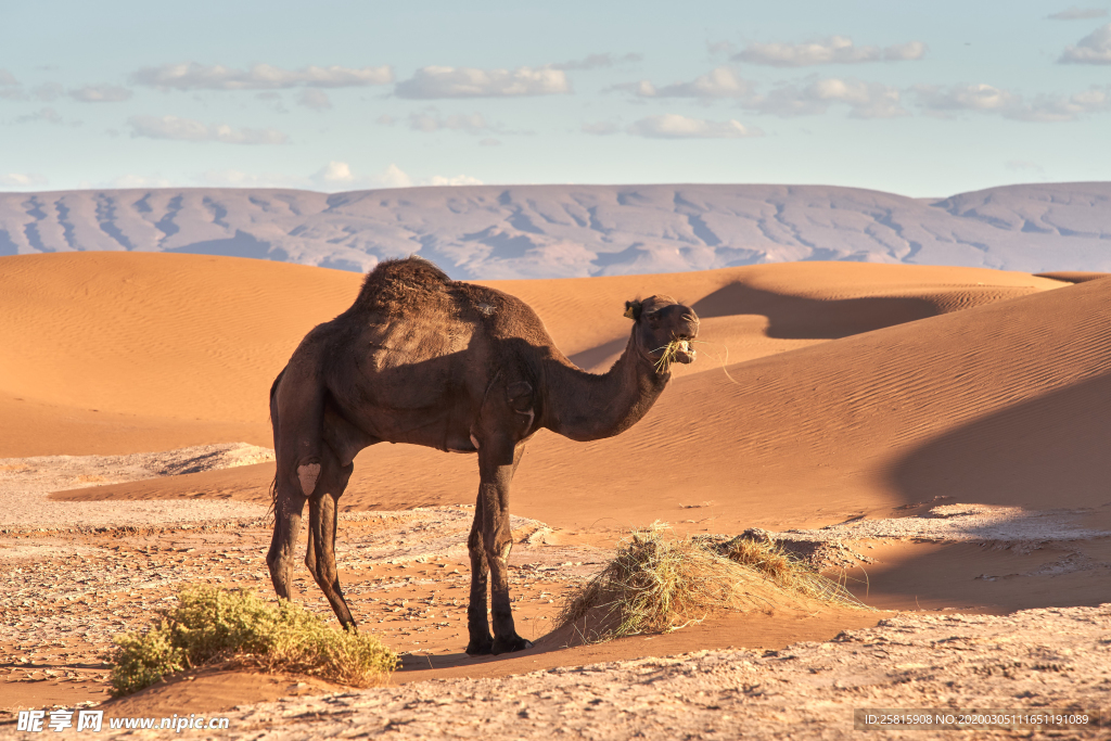 沙漠戈壁荒野图片