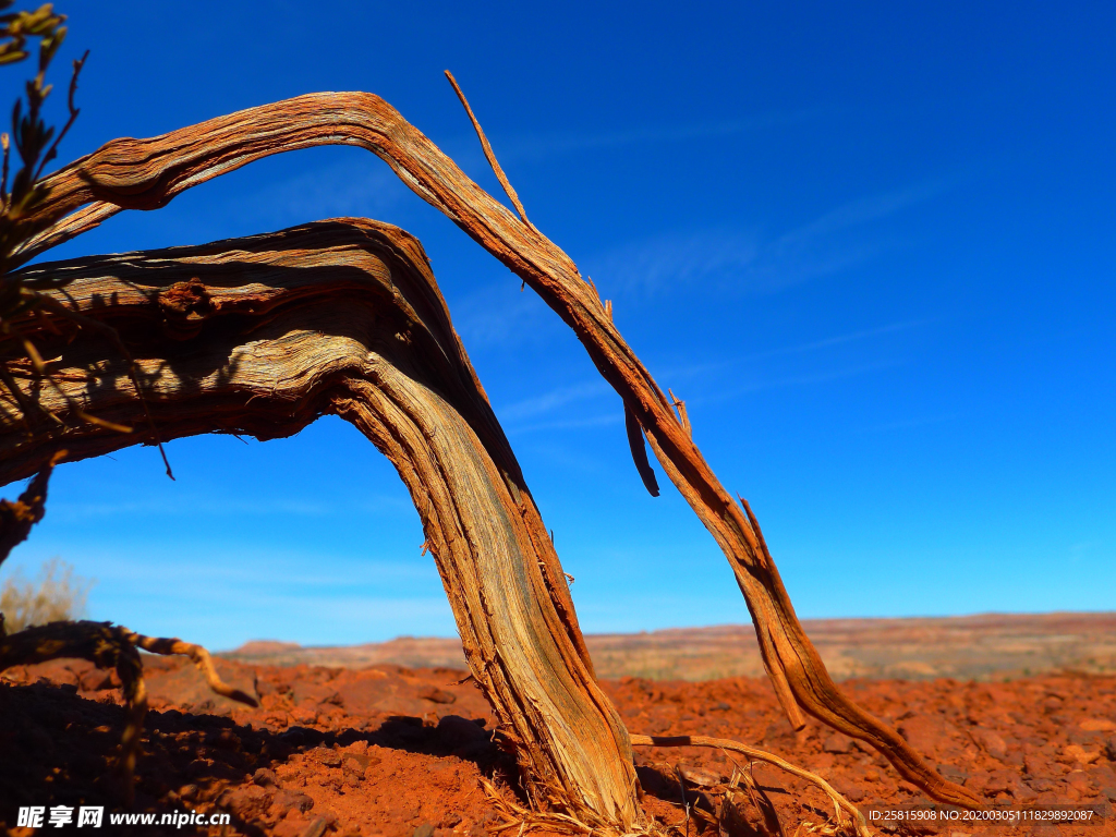 胡杨林干枯图片