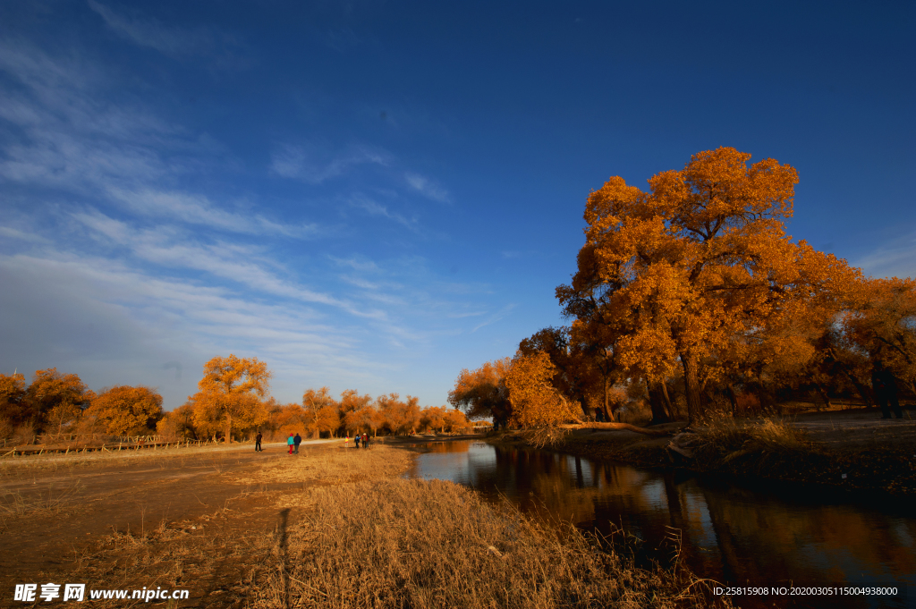 胡杨林高清图片