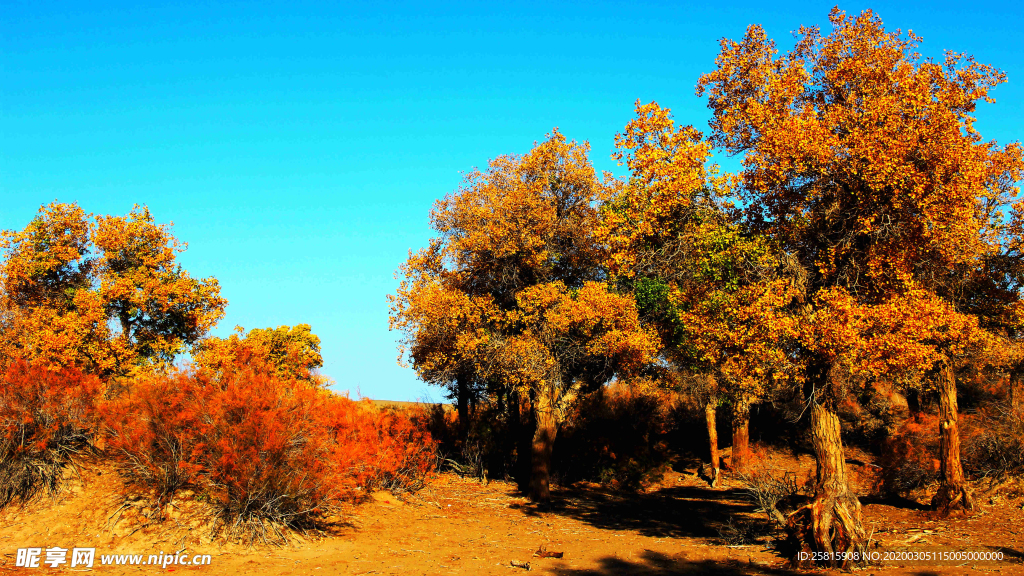 胡杨林高清图片