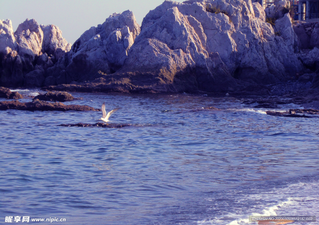 海鸥海边礁石